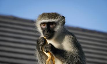 Behavioral Adaptations