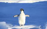 Arctic Adaptation