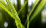 Conservation efforts