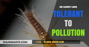 Alderfly Larva: Pollution-Tolerant Survivors?