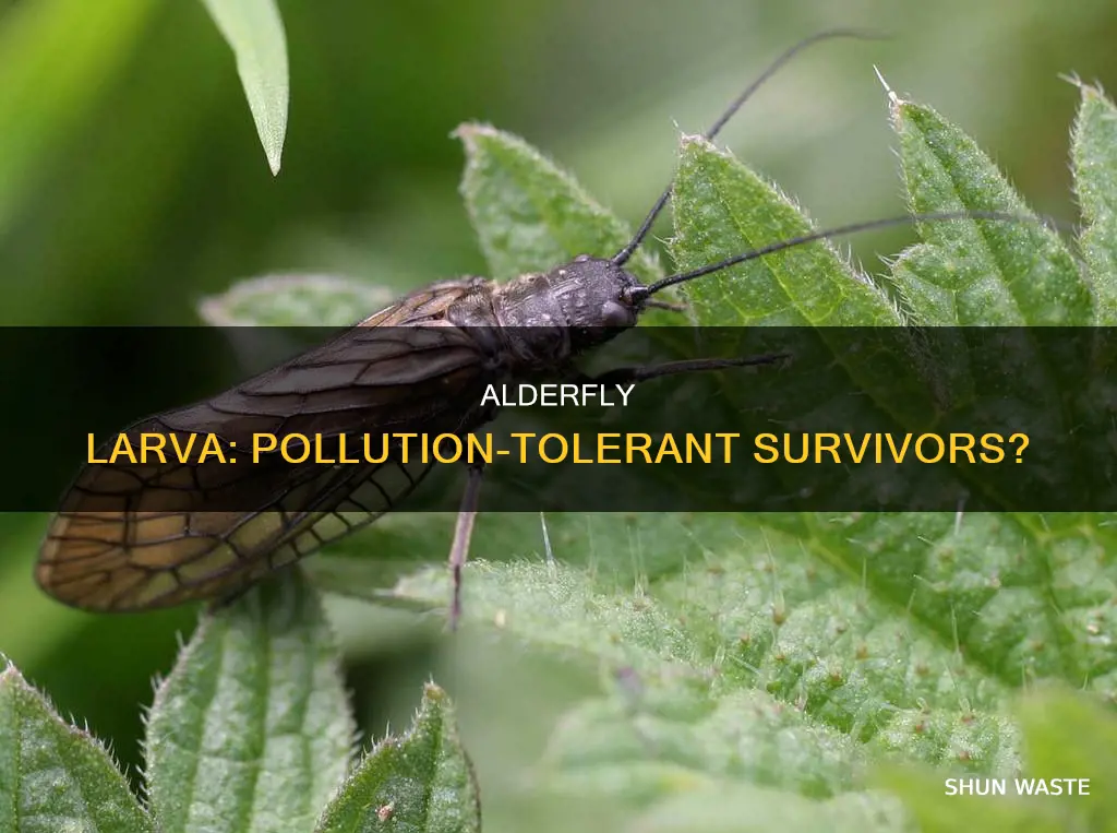 are alderfly larva tolerant to pollution