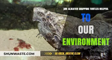 Are Alligator Snapping Turtles Eco-Friendly? Exploring Their Environmental Impact