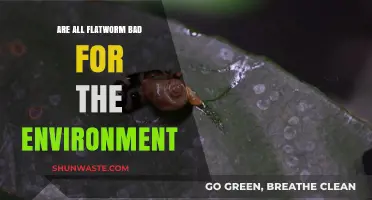 Flatworms: Environmental Allies or Hidden Ecological Threats?