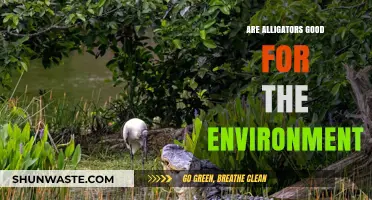 Alligators' Ecological Impact: Are They Environmental Allies or Adversaries?