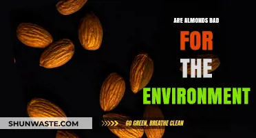 Almonds' Environmental Impact: Sustainable Snack or Eco-Unfriendly Choice?
