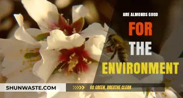 Almonds and Sustainability: Uncovering Their Environmental Impact and Benefits