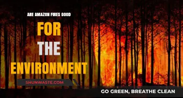 Amazon Fires: Environmental Boon or Ecological Disaster?
