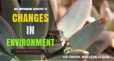 Amphibians' Environmental Sensitivity: Impacts of Habitat Changes Explained