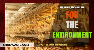 Animal Factories' Environmental Impact: Harmful Practices and Sustainable Alternatives