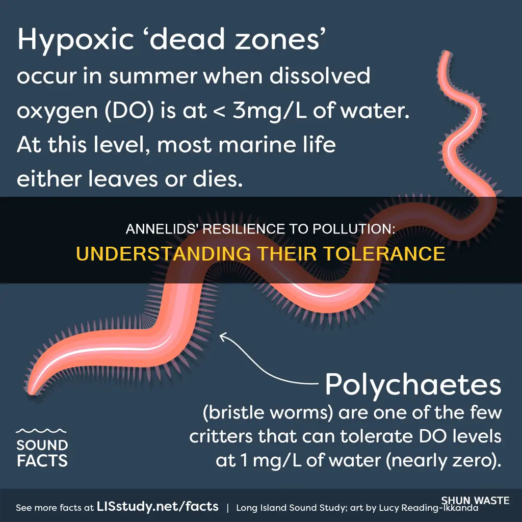 are annalidaes tolerant to pollution