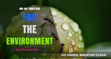 Eco-Friendly Pest Control: Are Ant Traps Harming Our Environment?