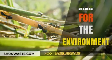Are Ants Eco-Friendly? Unveiling Their Environmental Impact and Role
