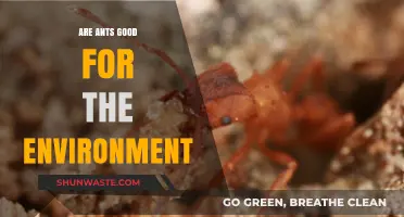 Ants' Environmental Impact: Tiny Creatures, Big Benefits for Ecosystems