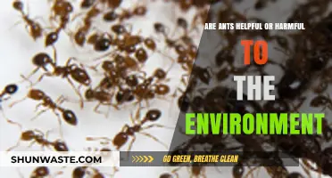 Ants' Environmental Impact: Beneficial Allies or Ecological Disruptors?