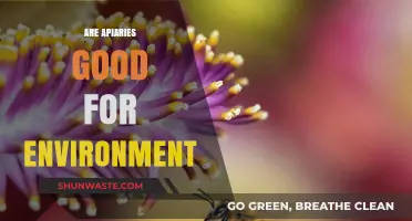 Apiaries and the Environment: Benefits, Impact, and Sustainable Beekeeping Practices