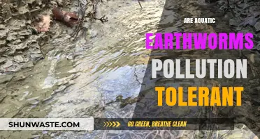 Aquatic Earthworms: Pollution Resilience and Tolerance