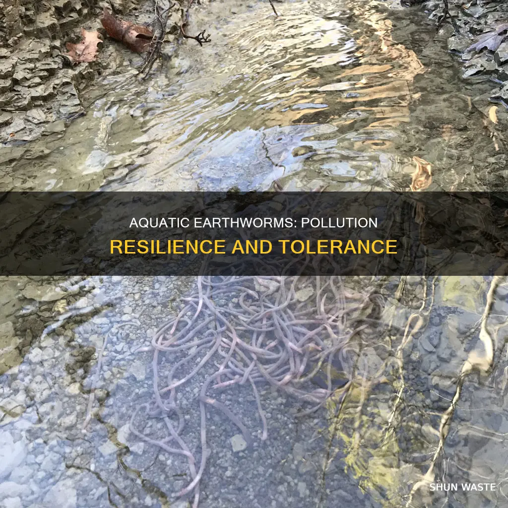 are aquatic earthworms pollution tolerant