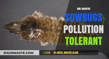 Sowbugs' Resilience: Aquatic Pollution Tolerance