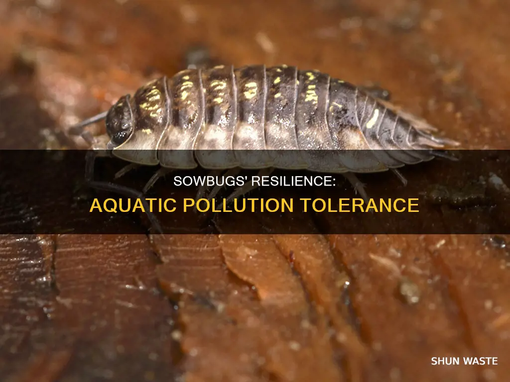 are aquatic sowbugs pollution tolerant