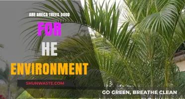 Are Areca Trees Eco-Friendly? Exploring Their Environmental Benefits