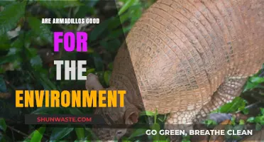 Armadillos' Ecological Impact: Beneficial or Detrimental to the Environment?