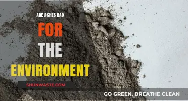Are Ashes Eco-Friendly? Environmental Impact of Ashes Explained