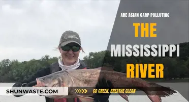 The Mississippi's Asian Carp Crisis