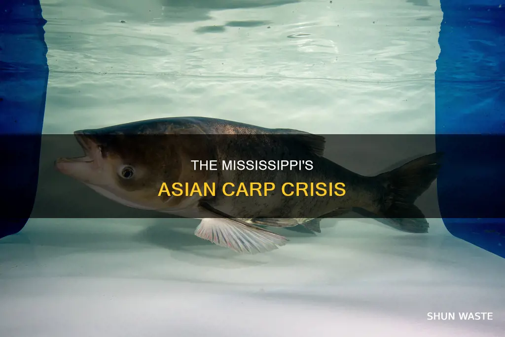 are asian carp polluting the mississippi river