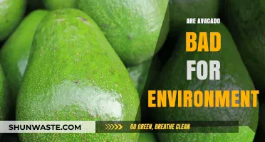 Avocado's Environmental Impact: Sustainable Superfood or Eco-Unfriendly Trend?
