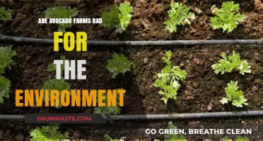 Avocado Farming's Environmental Impact: Sustainable or Harmful Practice?