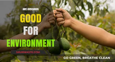 Avocados and the Environment: Sustainable Superfood or Ecological Concern?