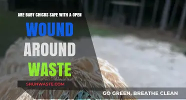 Baby Chicks and Open Wounds: Ensuring Safety Around Their Waste