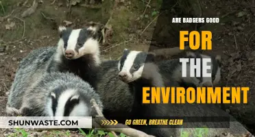 Badgers' Ecological Impact: Uncovering Their Role in a Healthy Environment