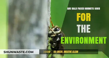 Bald-Faced Hornets: Environmental Allies or Misunderstood Pollinator Predators?