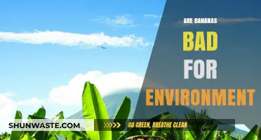 Are Bananas Eco-Friendly? Uncovering Their Environmental Impact and Sustainability