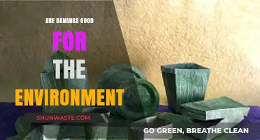 Bananas and Sustainability: Are They Eco-Friendly for Our Planet?