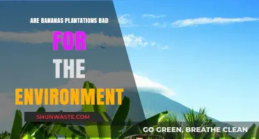 Bananas' Environmental Impact: Are Plantations Harming Our Planet?