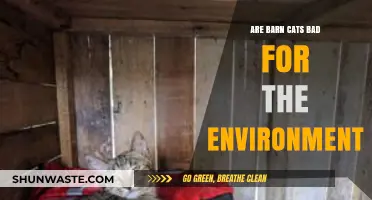 Barn Cats and Ecology: Environmental Impact of Outdoor Felines