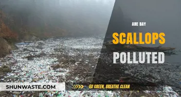The Pollution Problem of Bay Scallops