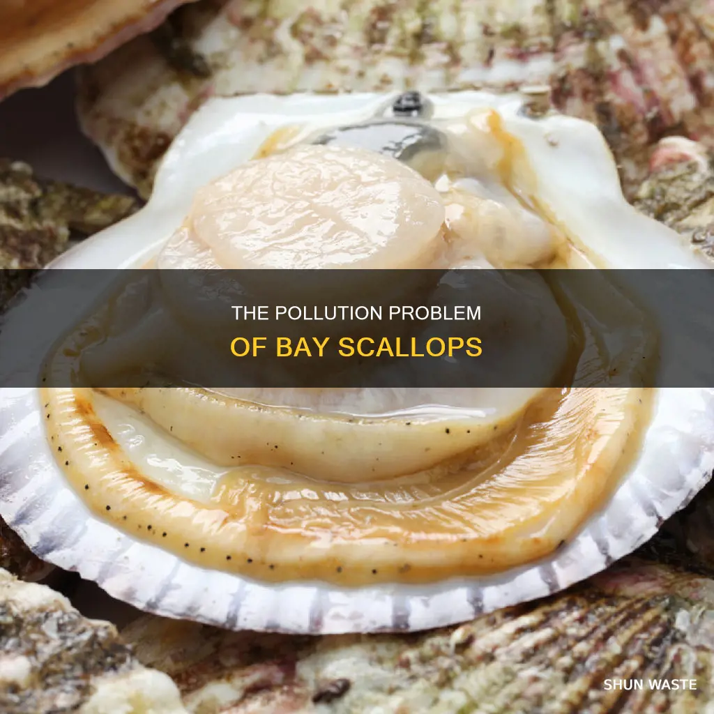 are bay scallops polluted
