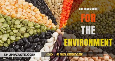 Beans and the Planet: Uncovering Their Eco-Friendly Benefits