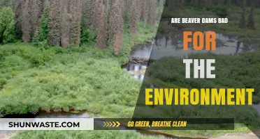 Beaver Dams: Environmental Boon or Ecological Threat?