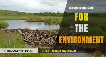 Beaver Dams: Eco-Friendly Engineers or Environmental Disruptors?