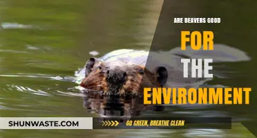 Beavers' Environmental Impact: Ecosystem Engineers or Nature's Disruptors?