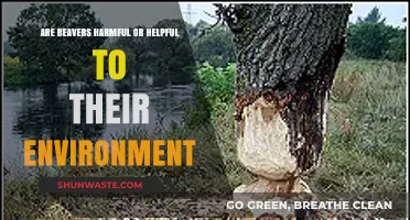 Beavers: Environmental Heroes or Harmful Pests? Exploring Their Impact