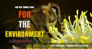 Bee Farms: Environmental Allies or Just a Buzzing Trend?
