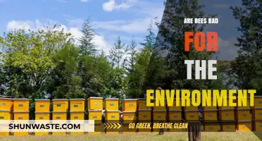 Are Bees Harmful or Essential for Our Environment?