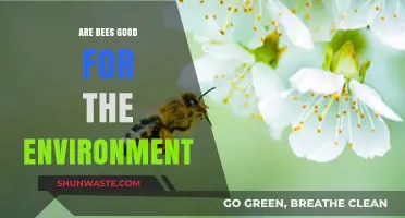 Bees' Vital Role: How They Sustain Our Environment and Ecosystems