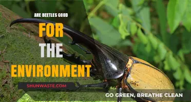 Beetles' Environmental Impact: Uncovering Their Crucial Role in Ecosystems