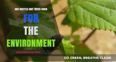 Are Beetle Nut Trees Eco-Friendly? Exploring Their Environmental Impact